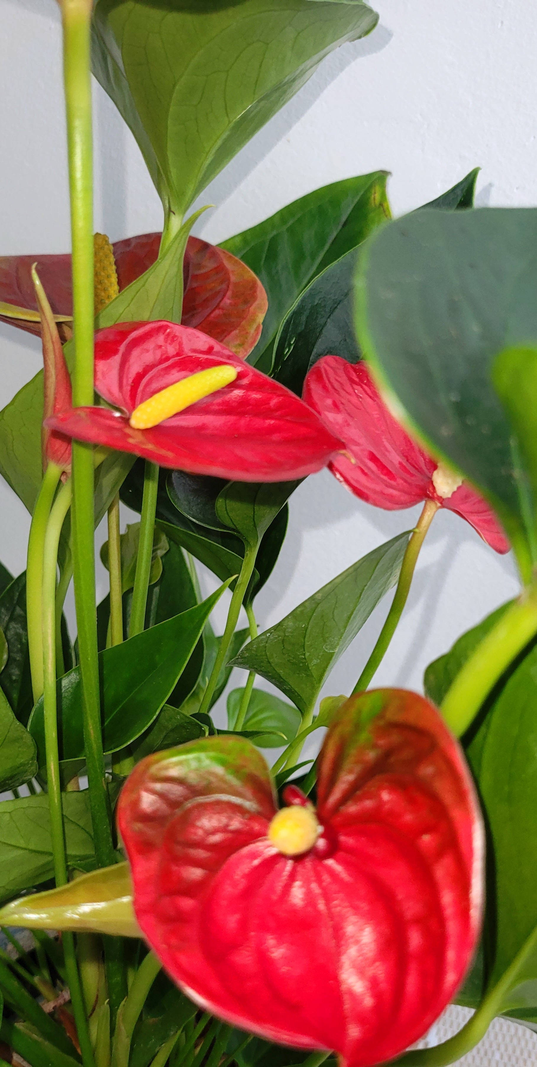 Anthurium 12cm  | S25338