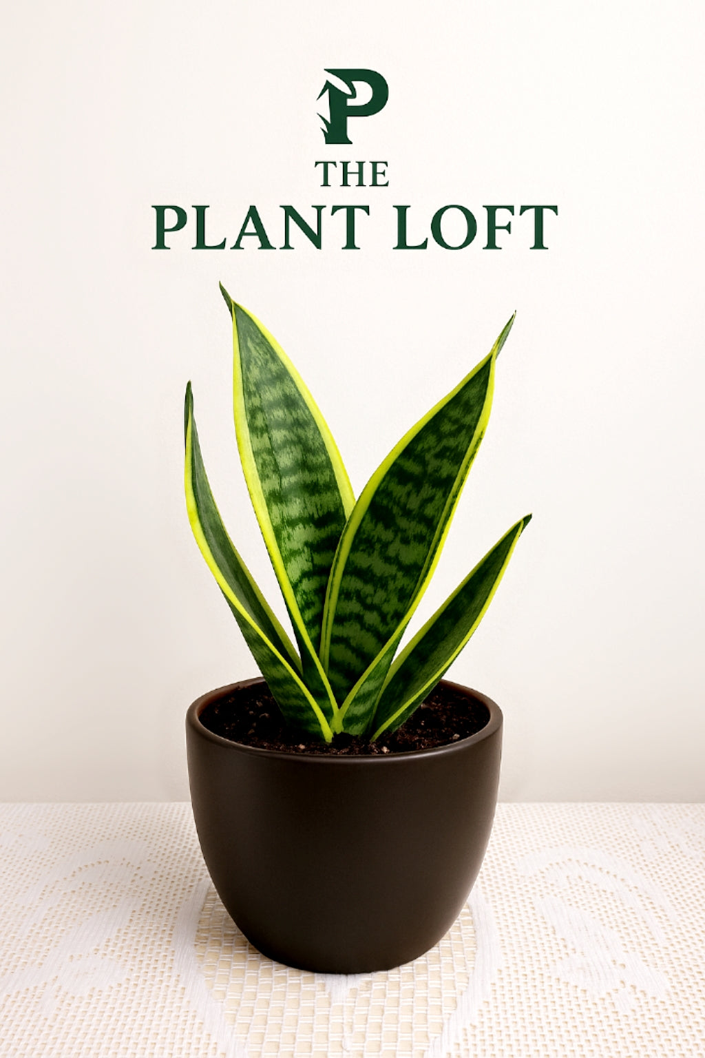 Mother-in-Law’s Tongue  | S25335