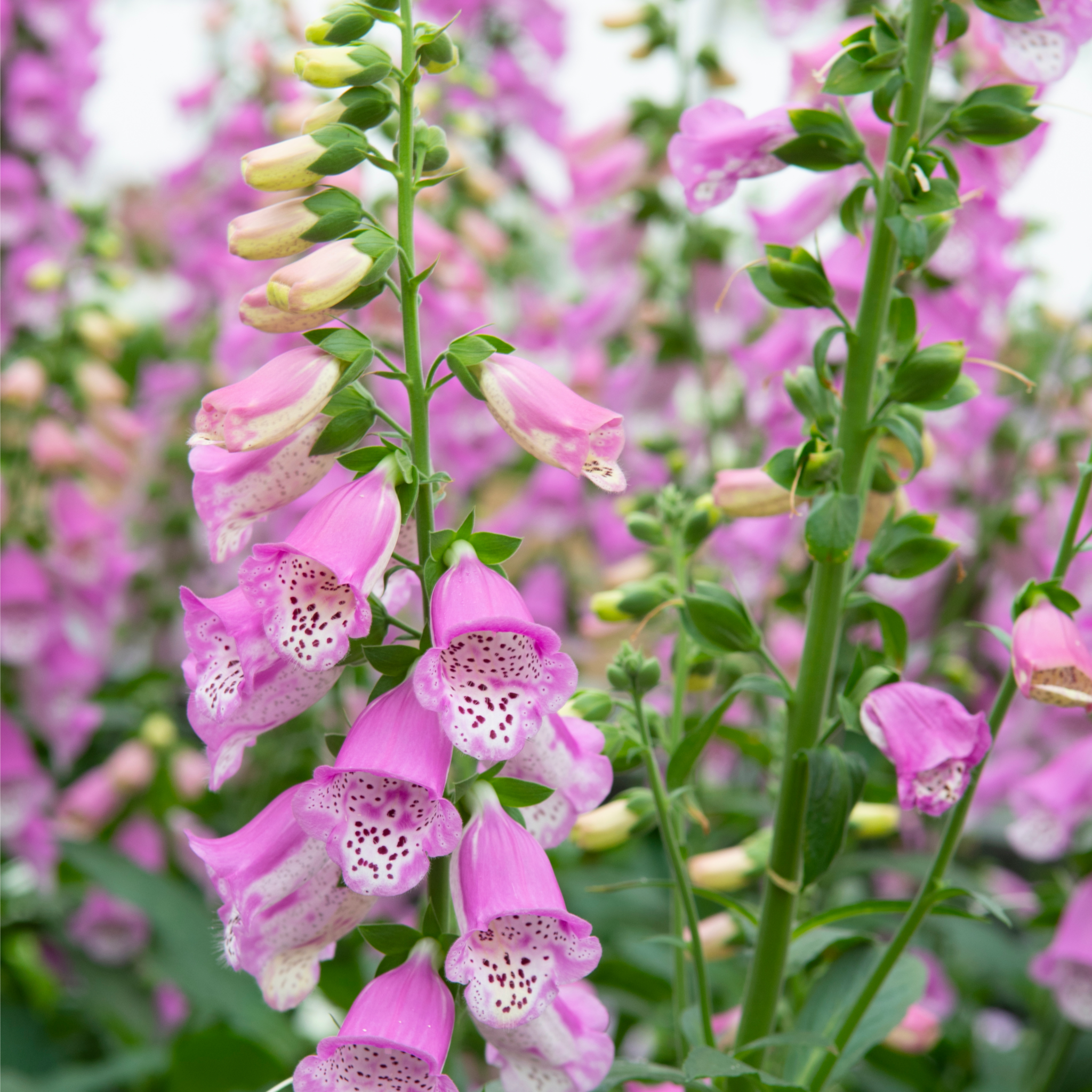 Digitalis 'Pink Panther' Foxglove (Two Sizes Available)  | S251616