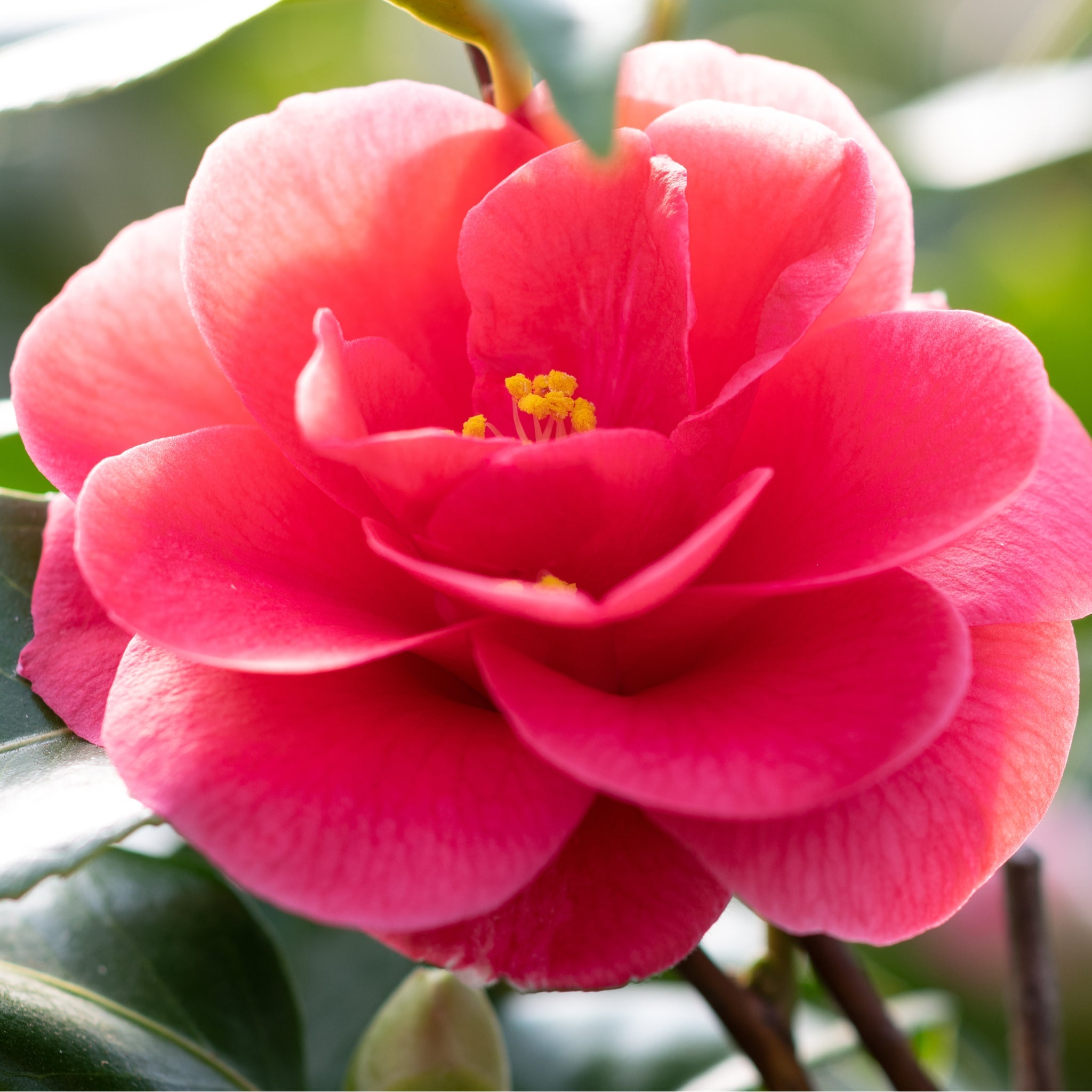 Camellia x Wiliamsi (Hybrid Camellia) 50-60cm | S251591