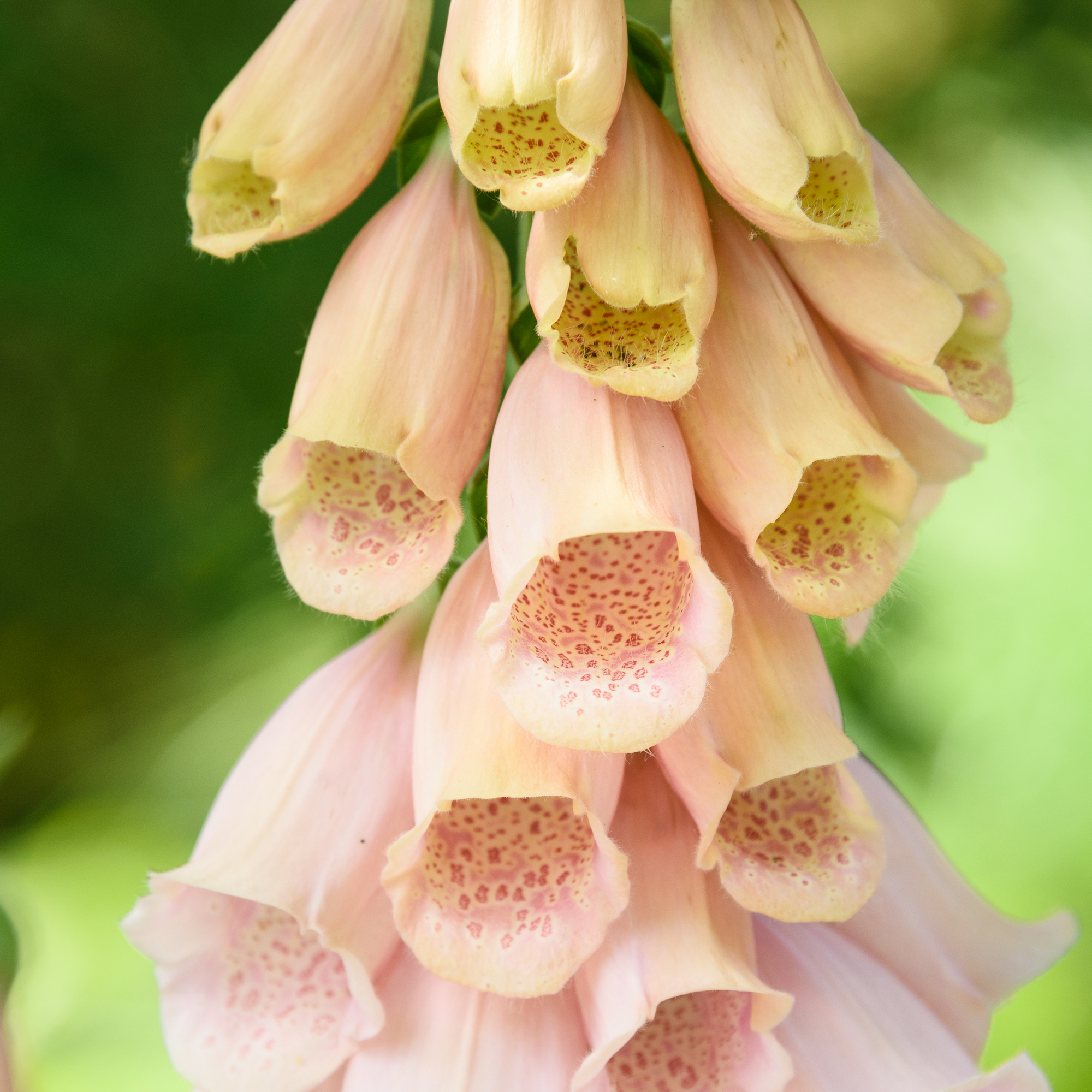 Digitalis purpurea 'Dalmatian Peach' (Foxglove) 9cm/3L  | S251622