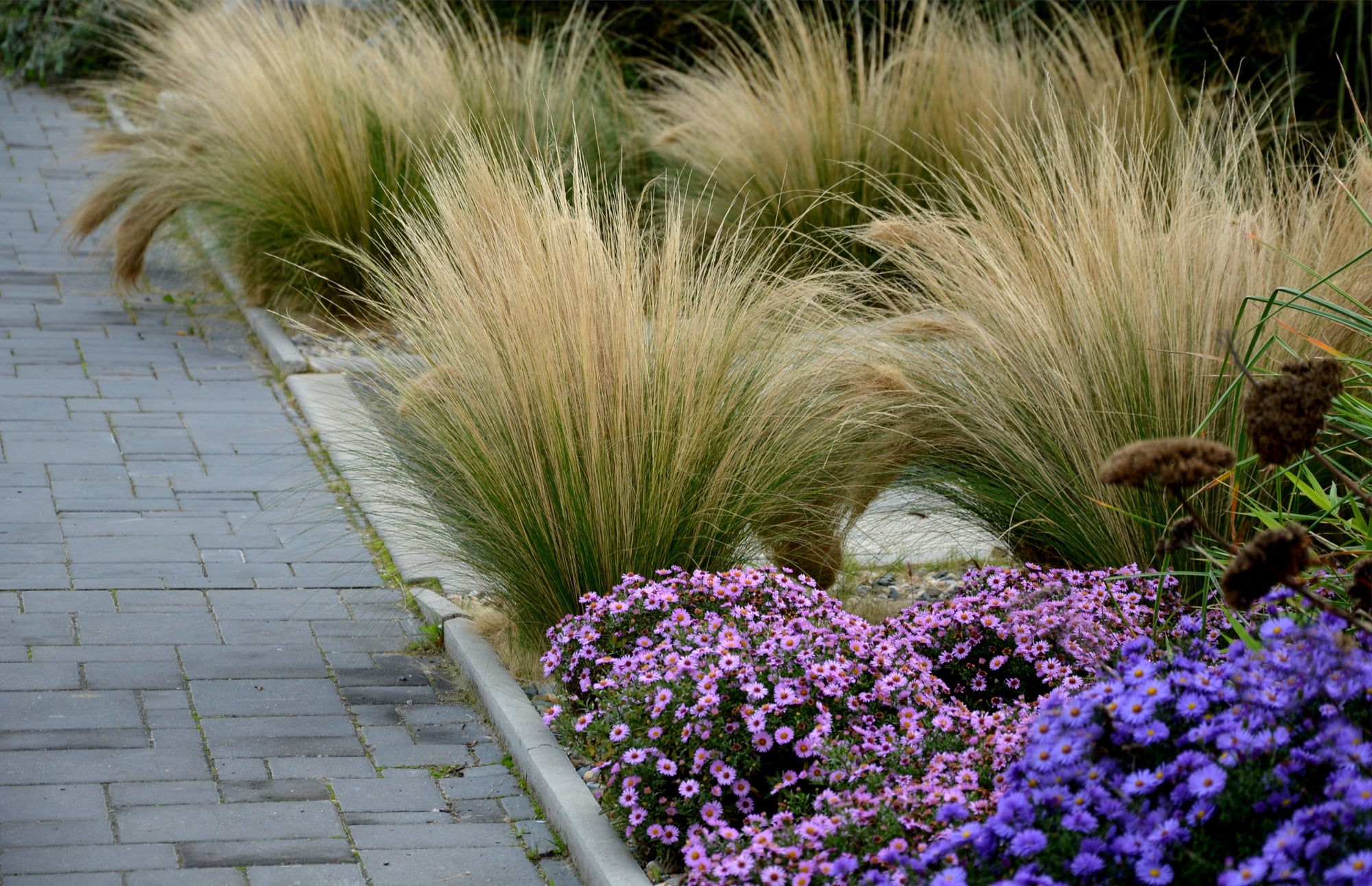 Stipa tenuissima 'Ponytails' 9cm/3L | S251820