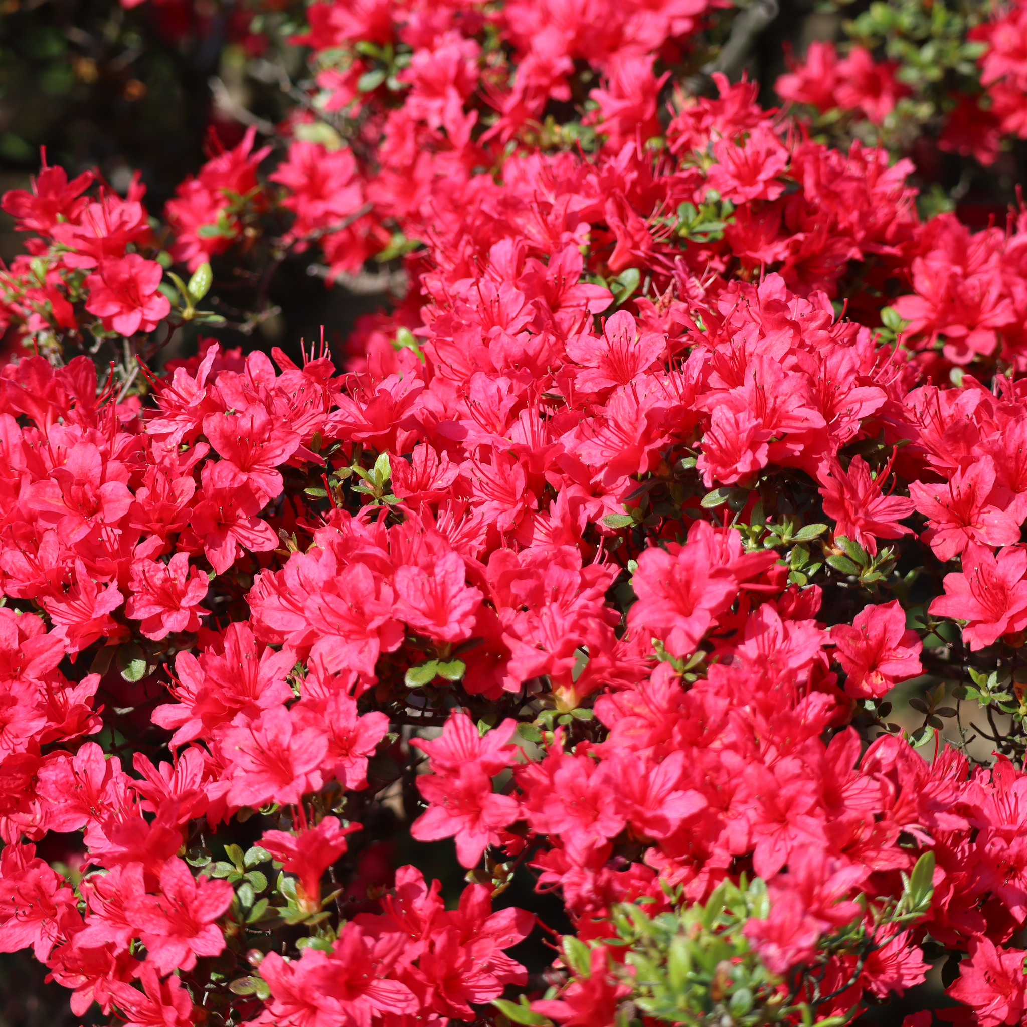 Azalea Hino Crimson 1.5L  | S251637