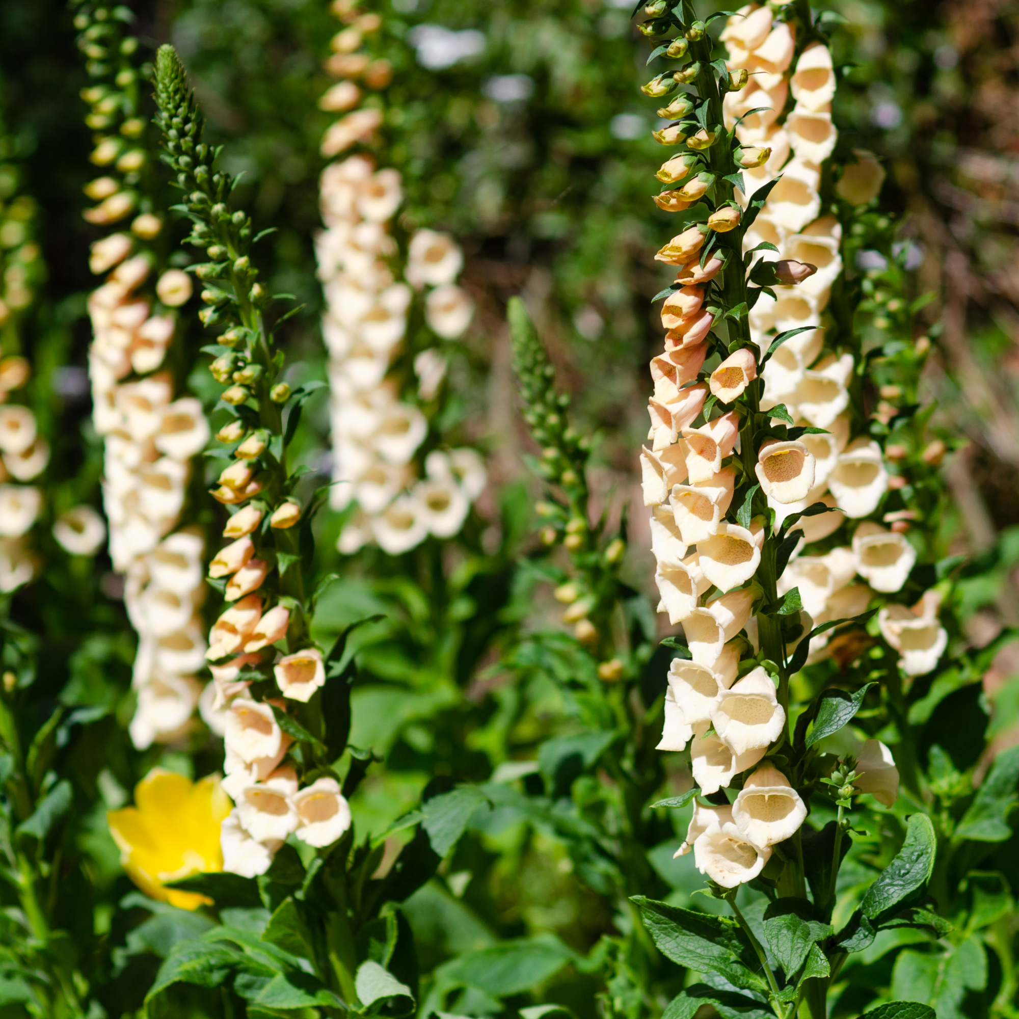 Digitalis purpurea 'Dalmatian Peach' (Foxglove) 9cm/3L  | S251622
