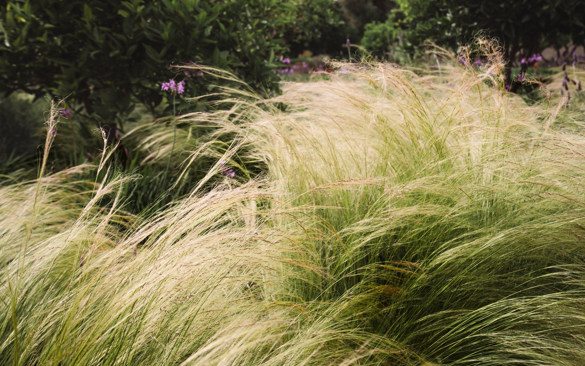 Stipa tenuissima 'Ponytails' 9cm/3L | S251820