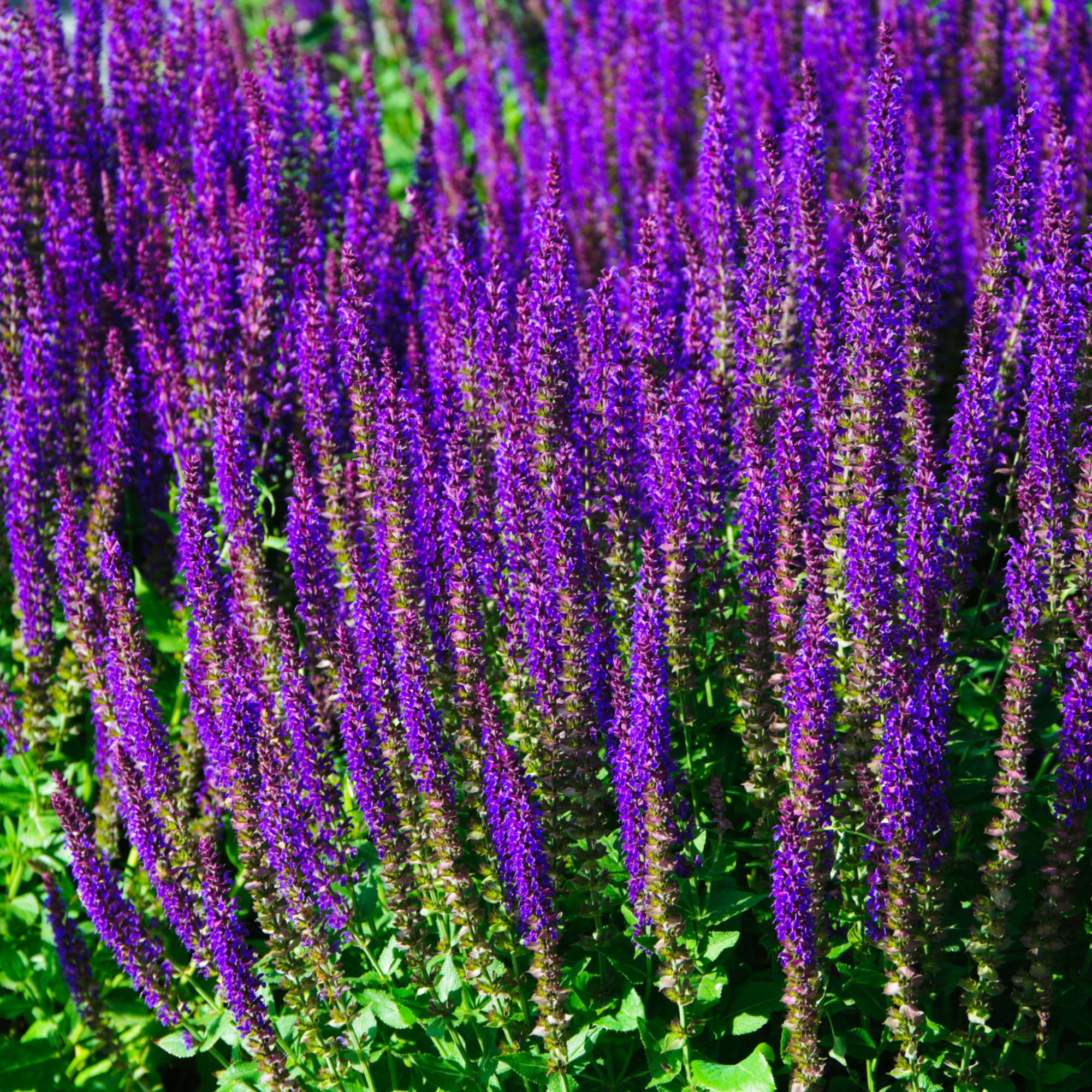 4 x Purple Flowering Perennials – 9cm Pots | S251800