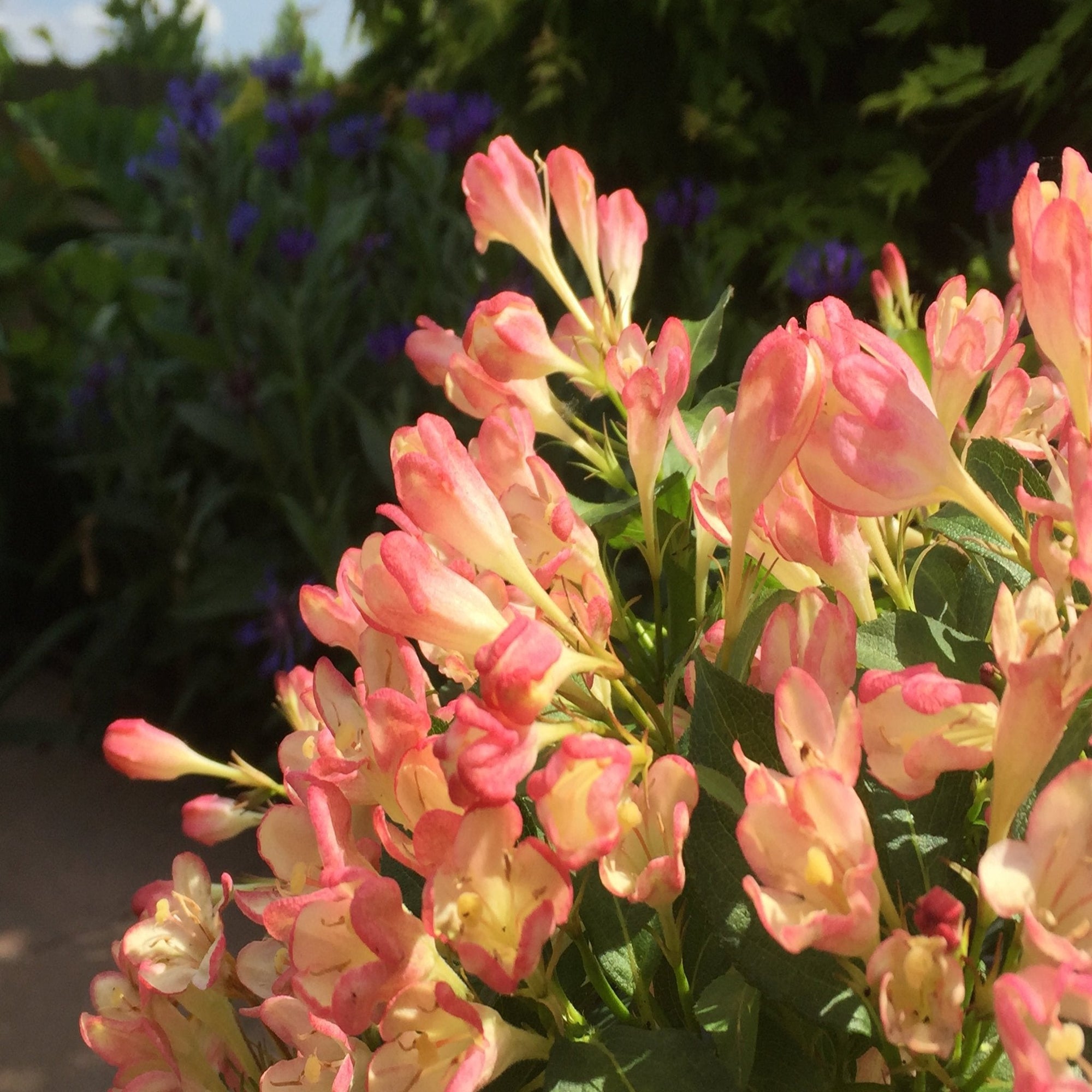 3 x Mixed Weigela 9cm | S251806