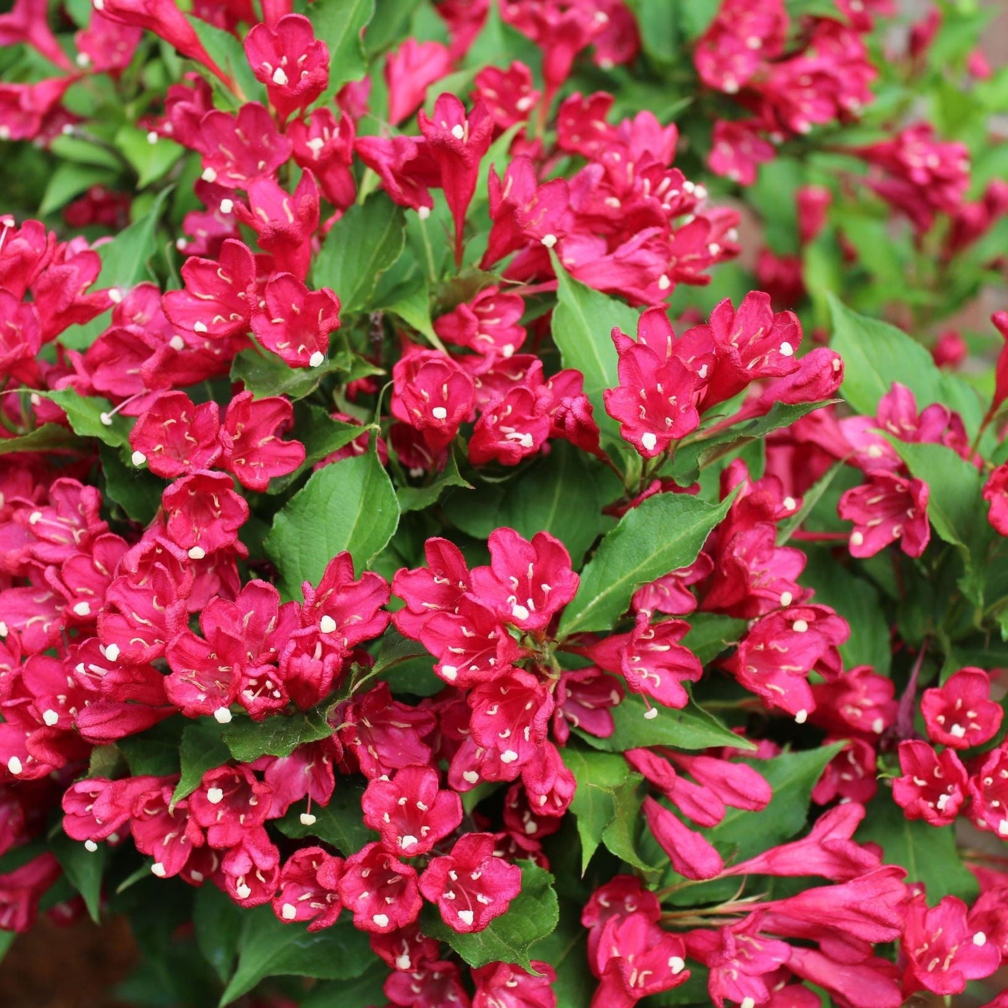 3 x Mixed Weigela 9cm | S251806
